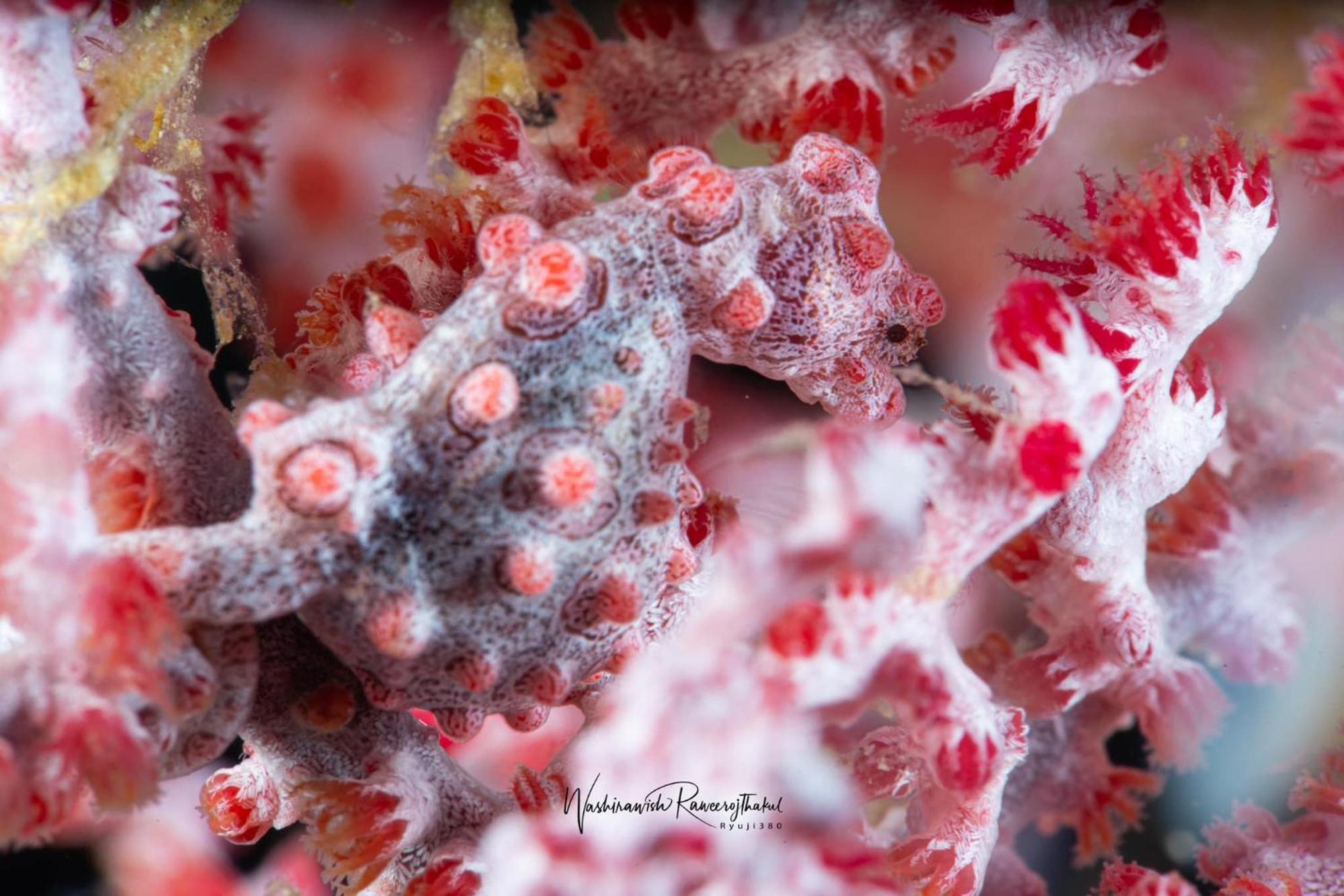 Sunset Cove Beach & Dive Resort Romblon Esterno foto